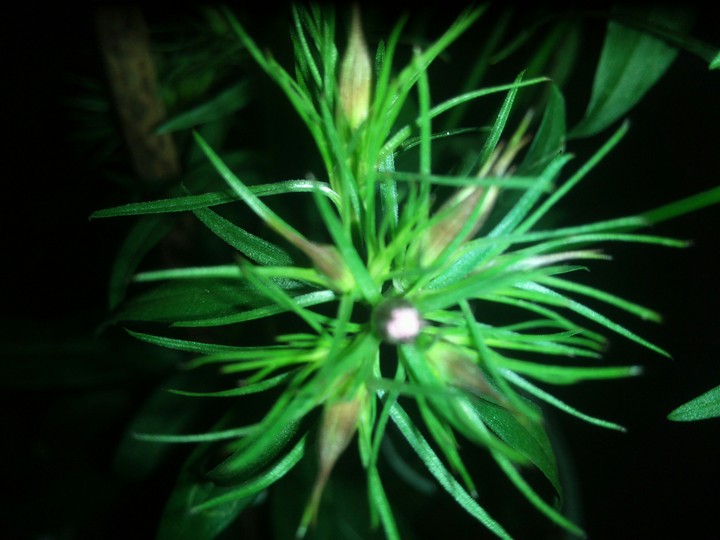 Random click
