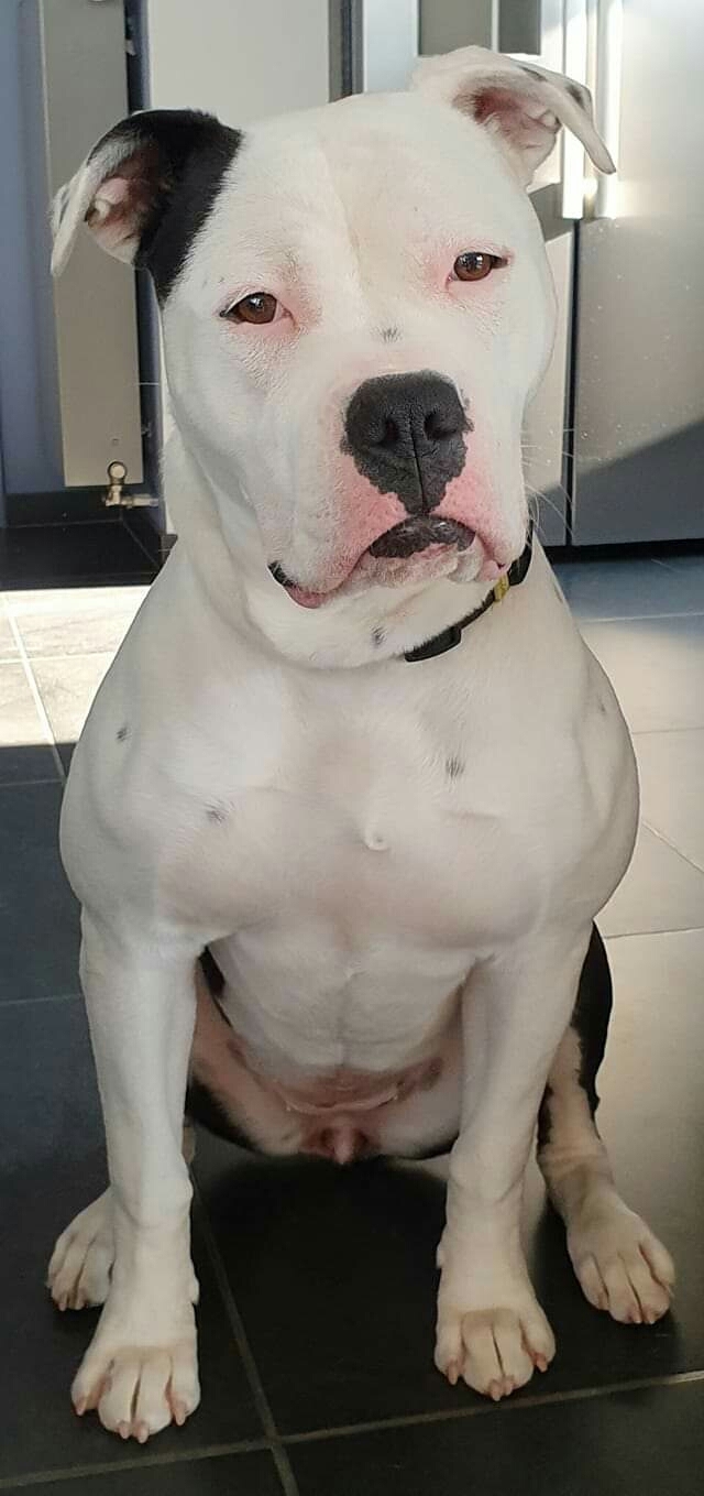 American Bulldog