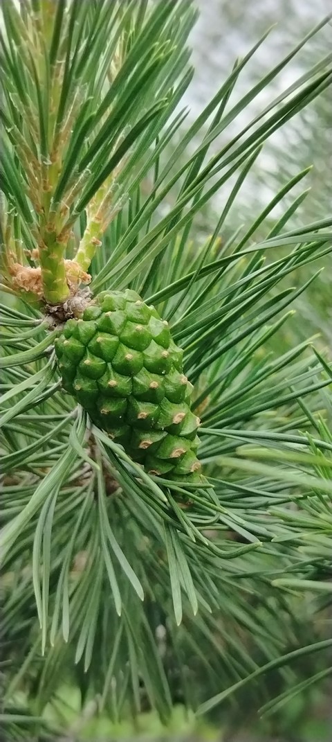 тапети Close-up, larch