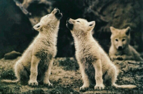 Wolves ❤❤