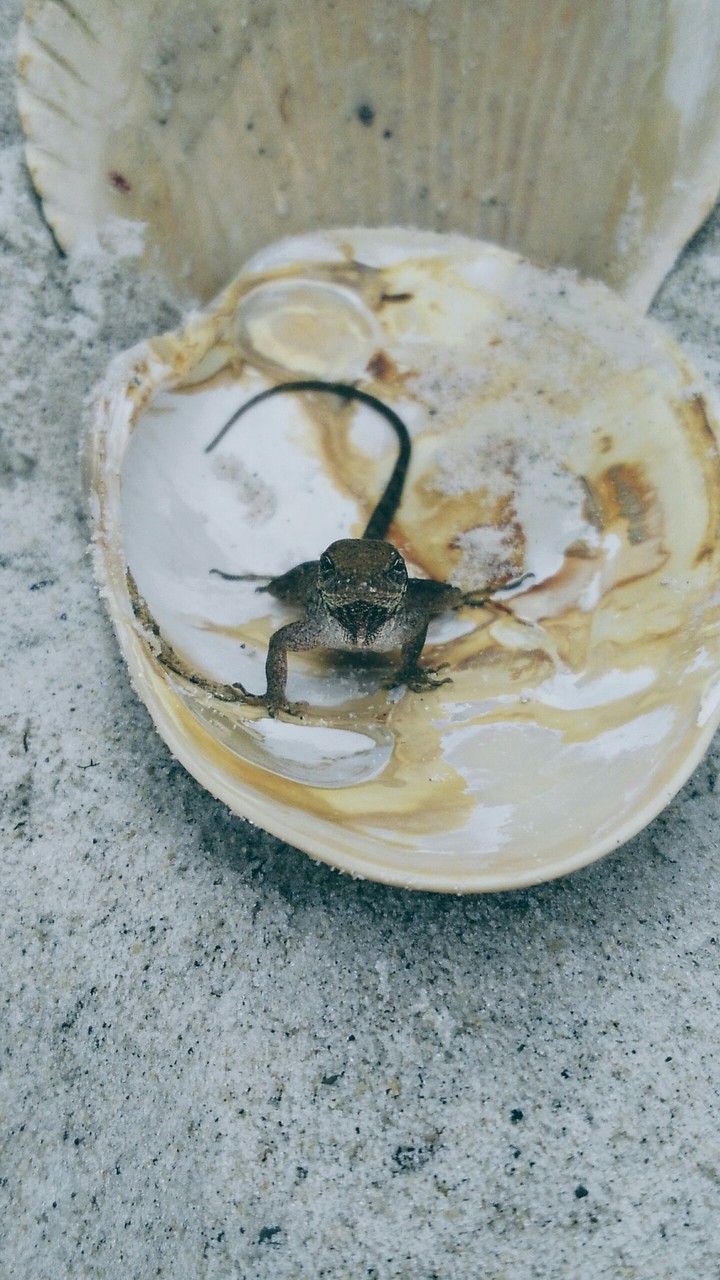 Beach lizard