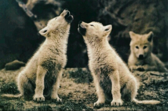 Wolves ❤❤