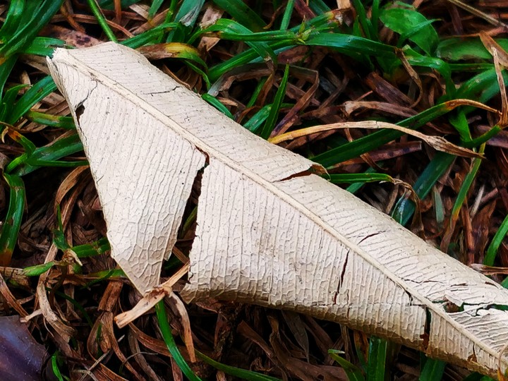 Leaves