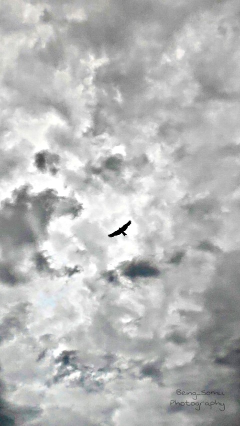 fly