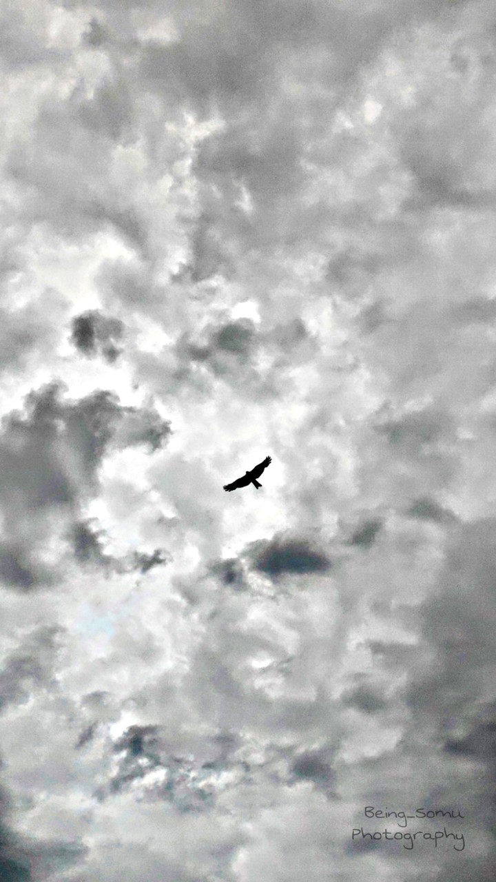 fly