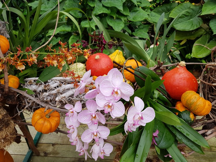Orchidee