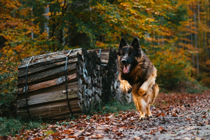 German shepherd..