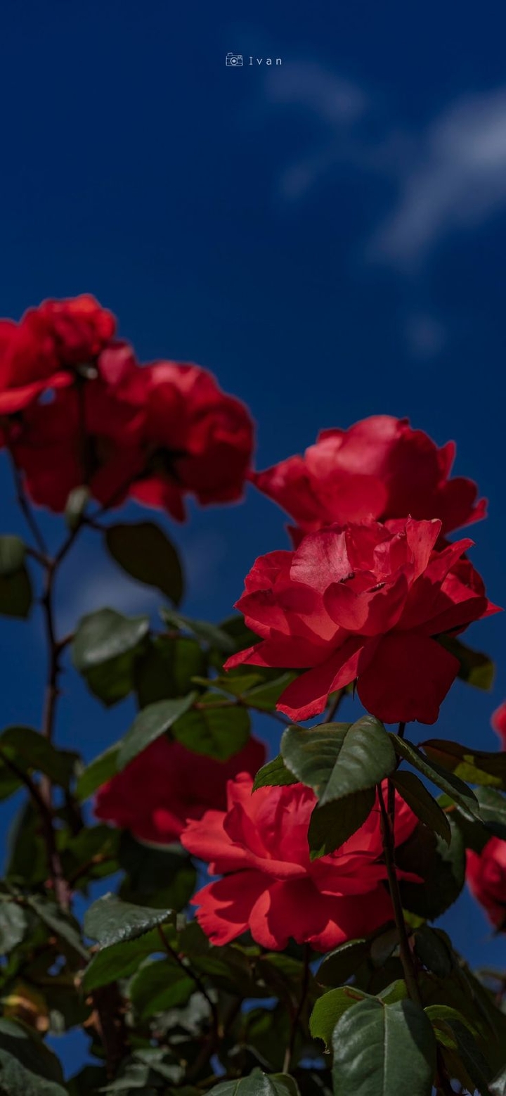 floribunda, red Hintergrundbilder