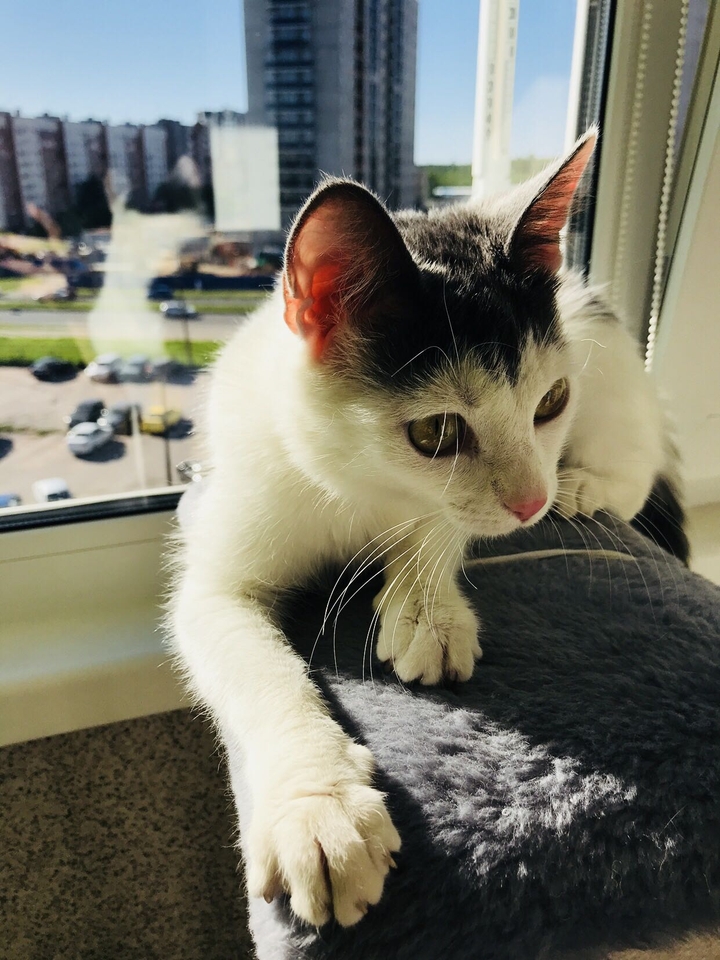 кошка