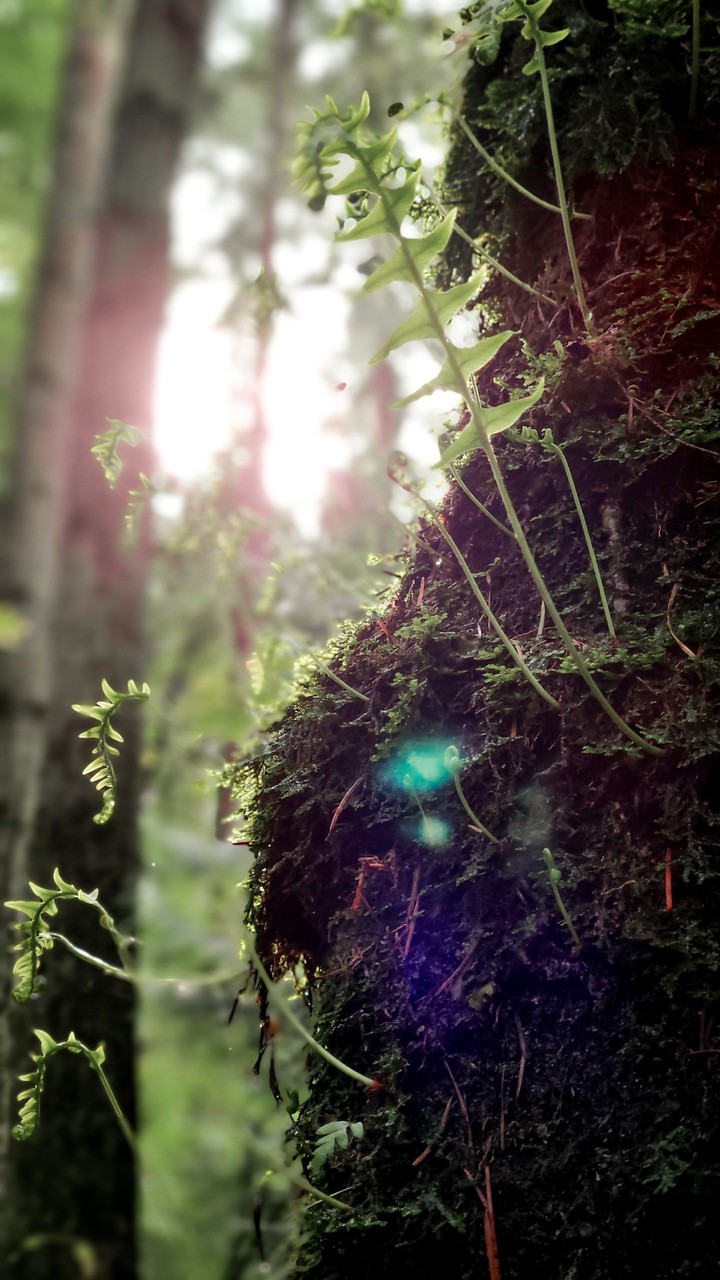 Woods