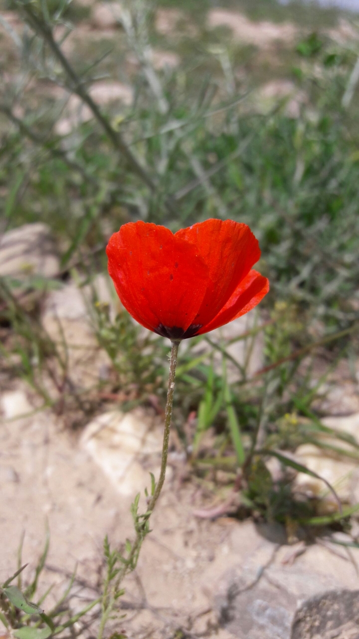 #flower
