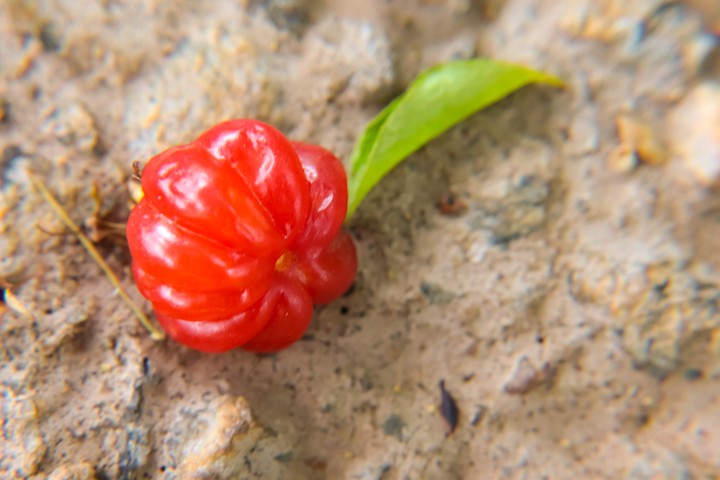 Pitanga