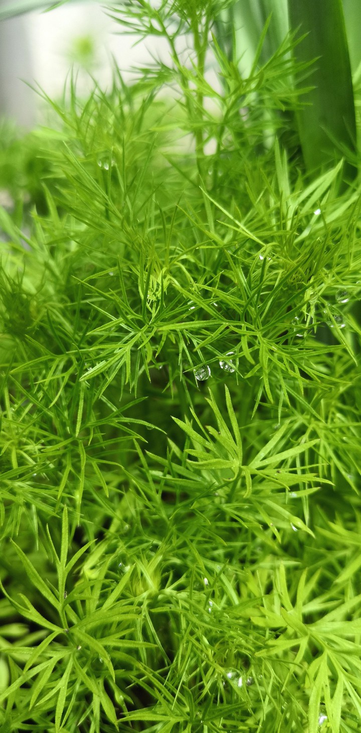 Green_plant_tiny