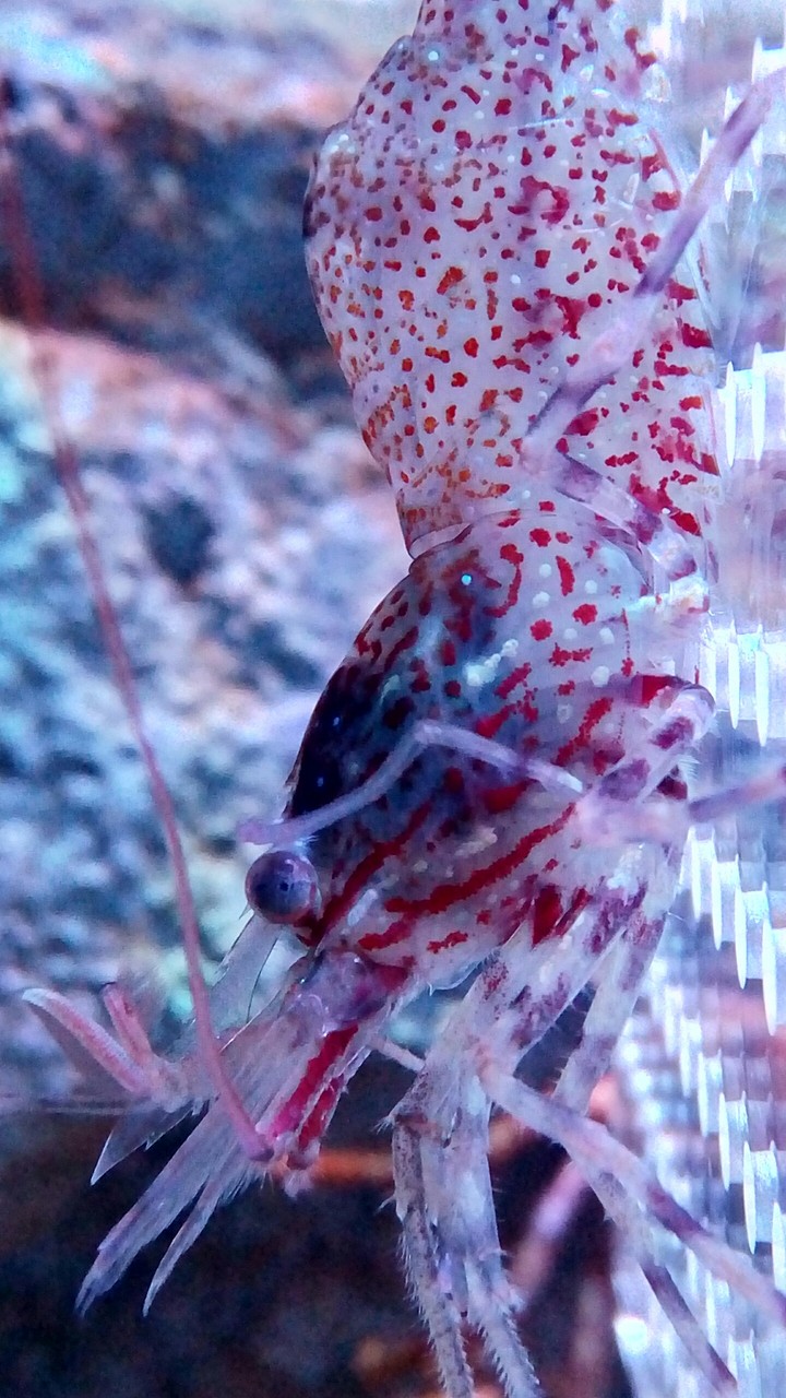 lobster