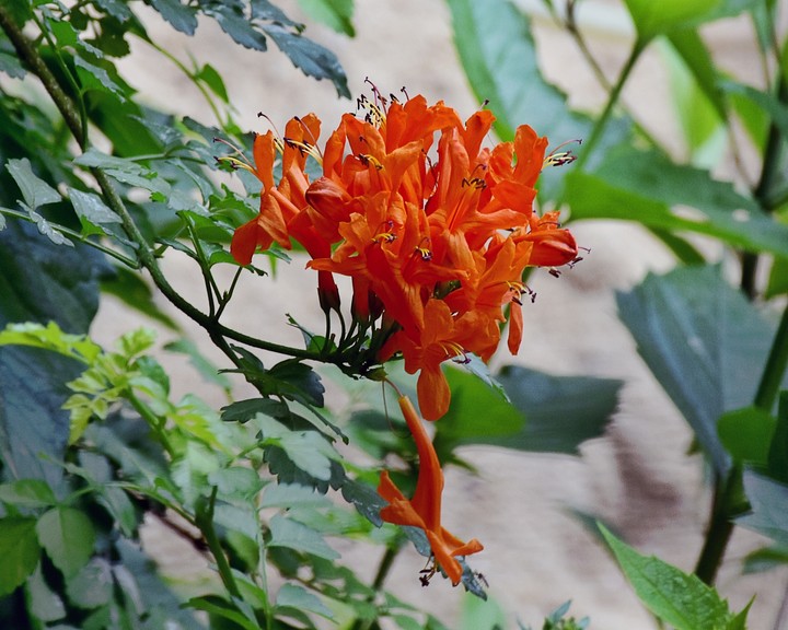 flower