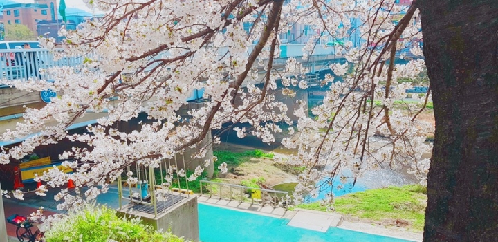 4월 벚꽃