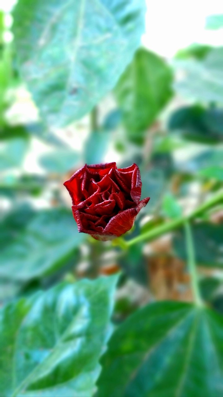 Hibiscus