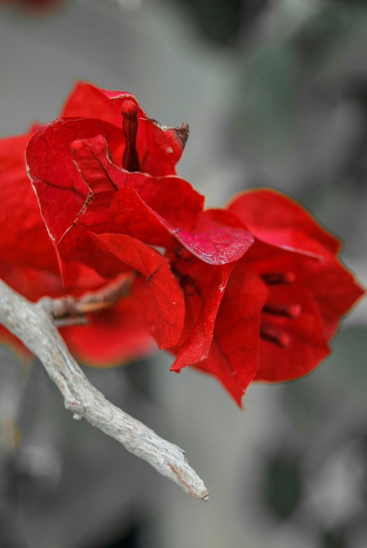 flower