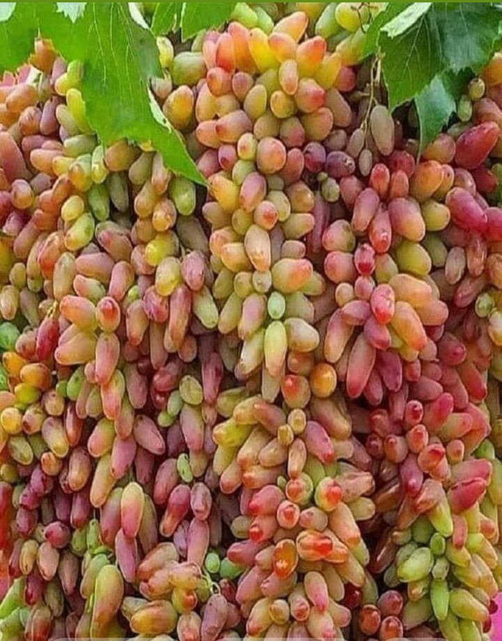 sweet Grapes