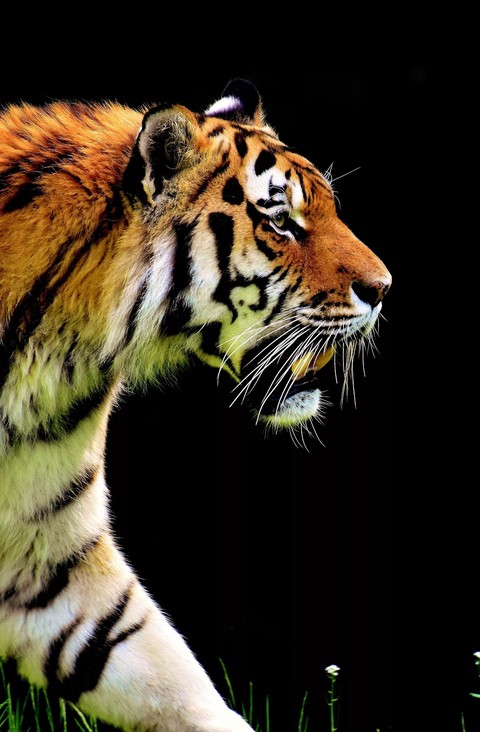обои organism, felidae