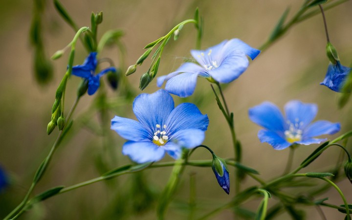 Little Blue Flowers