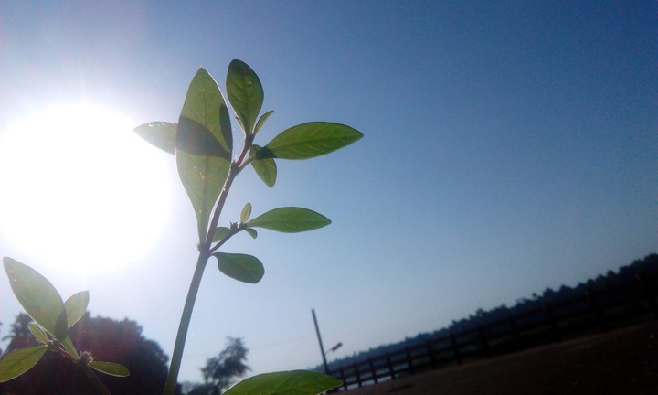 white sun