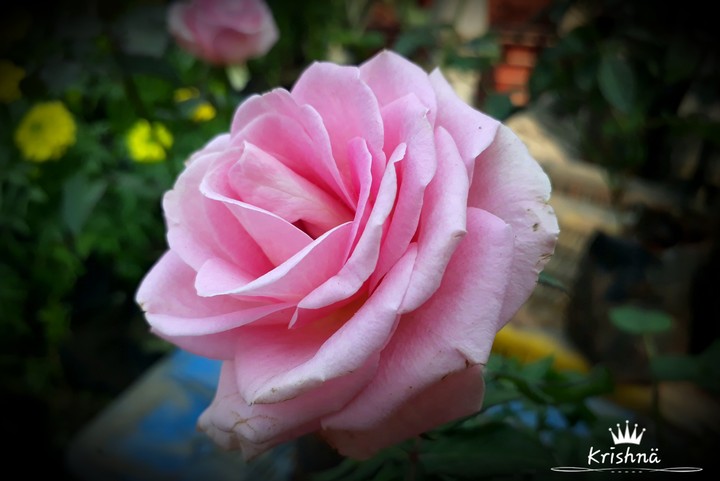 #PinkRose ❤