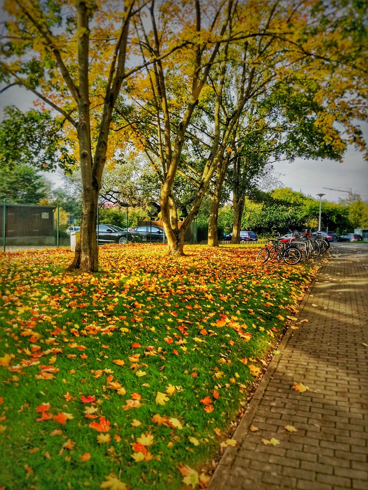 Fall