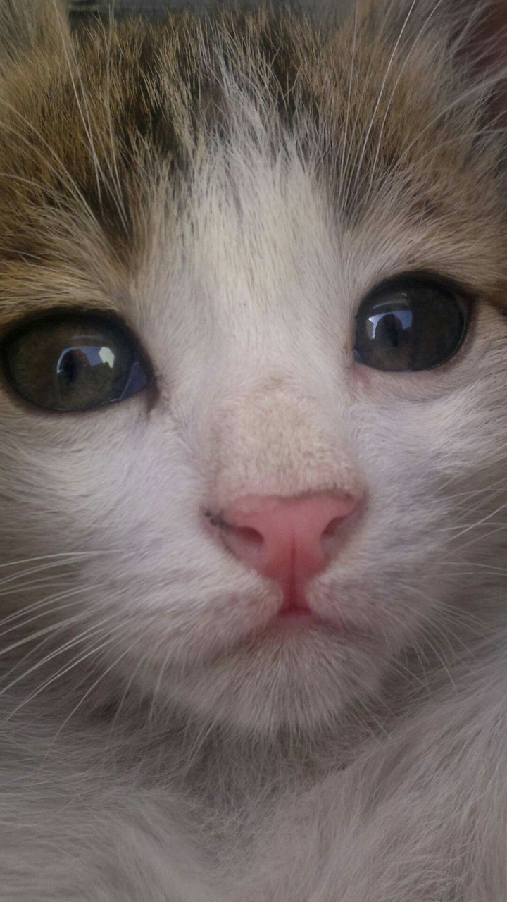 милый котик