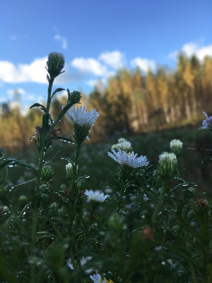 осень
