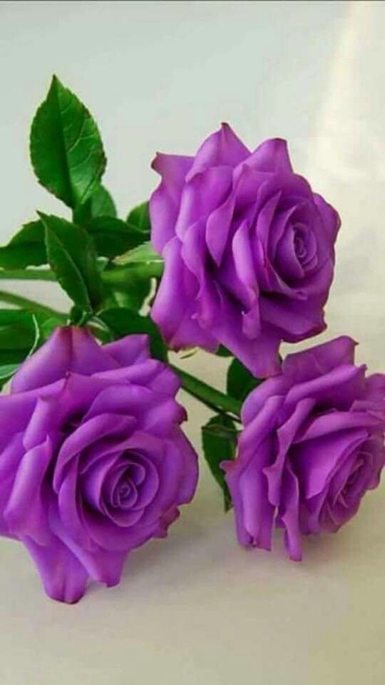 Rose's