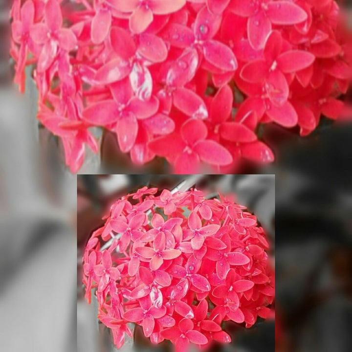 red one