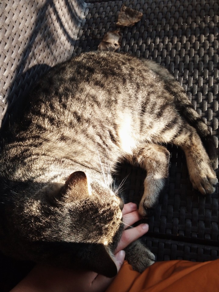 my cat