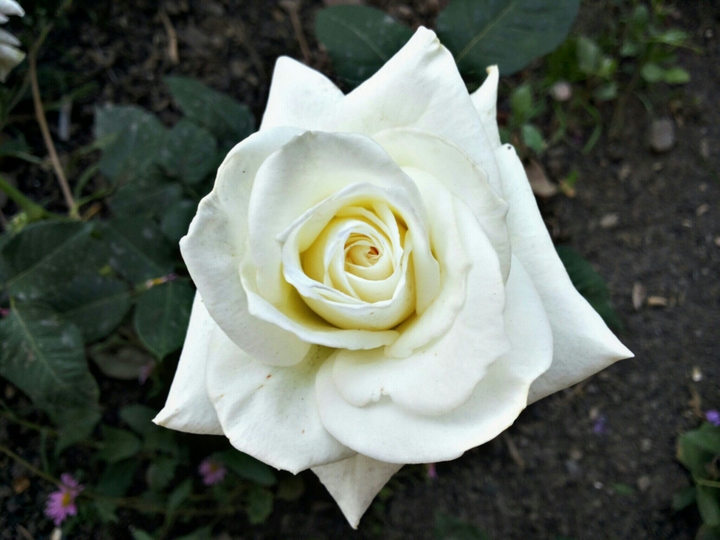 white rose