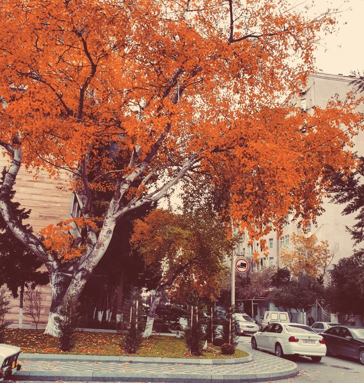 Autumn