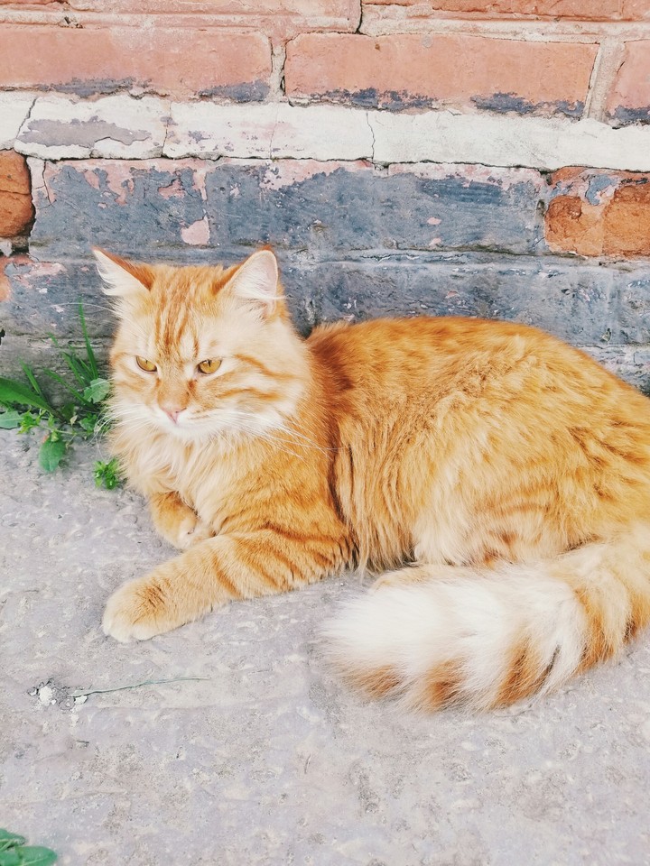 Кот Рыжка