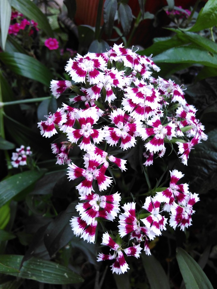 My click