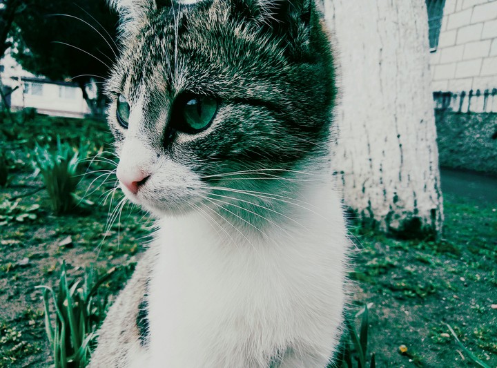 cat