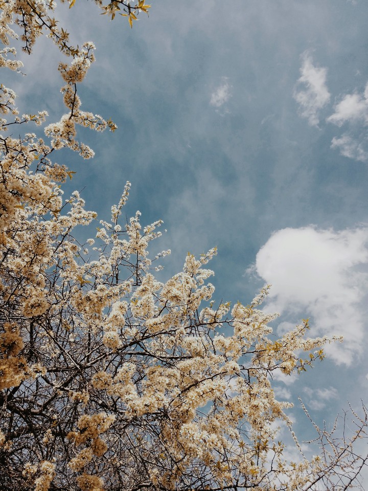 Colorado Spring