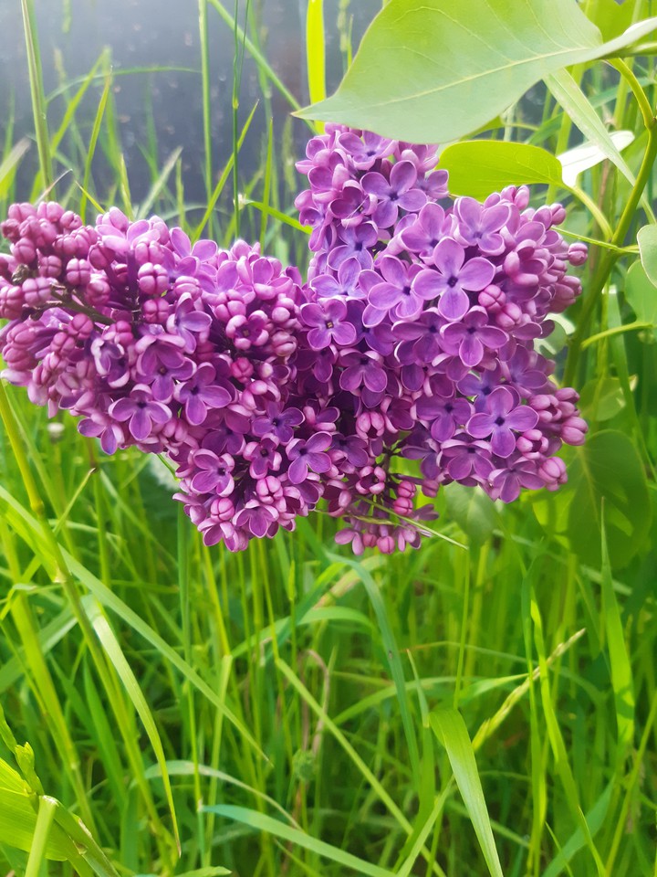 Сирень