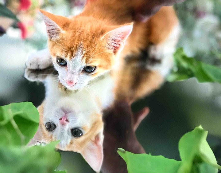 pet