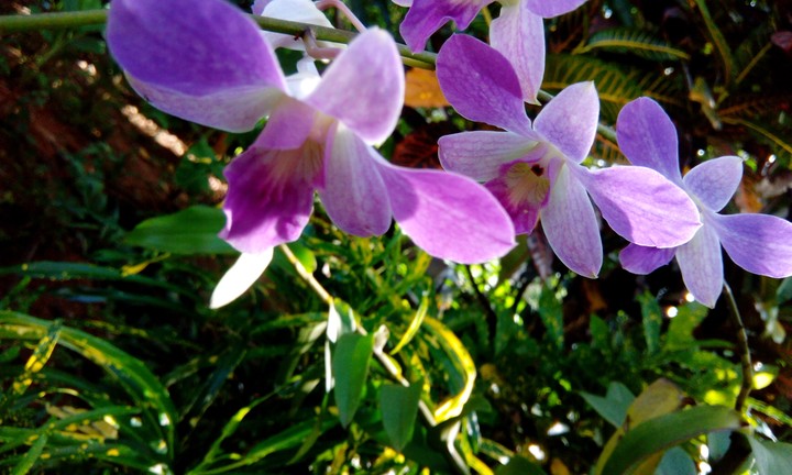 orchid
