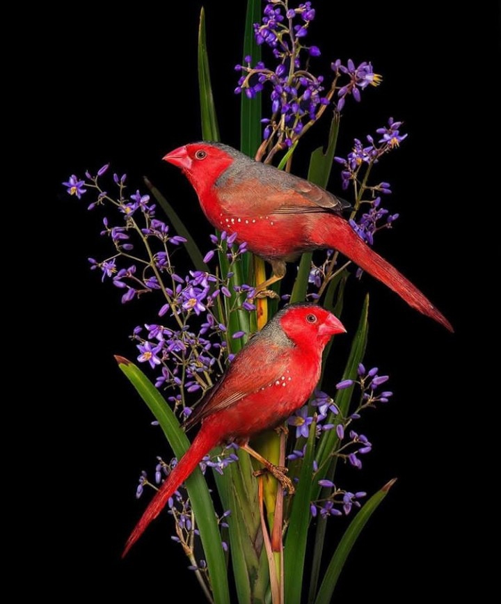 Birds