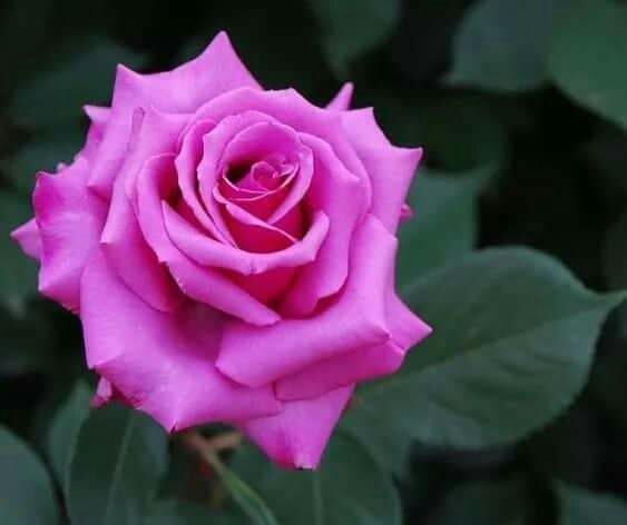 Beautiful rose