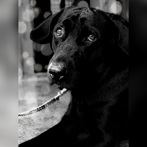 Bruno, the lab.