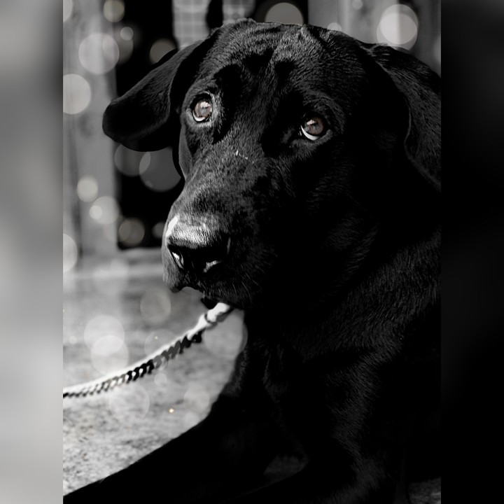 Bruno, the lab.