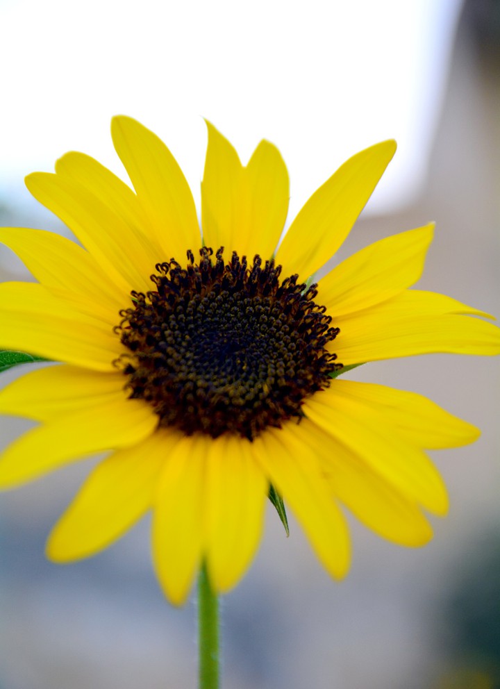 Sun flower