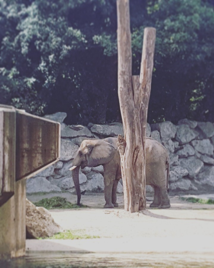 Elephant at Schönbrun ZOO, Austria