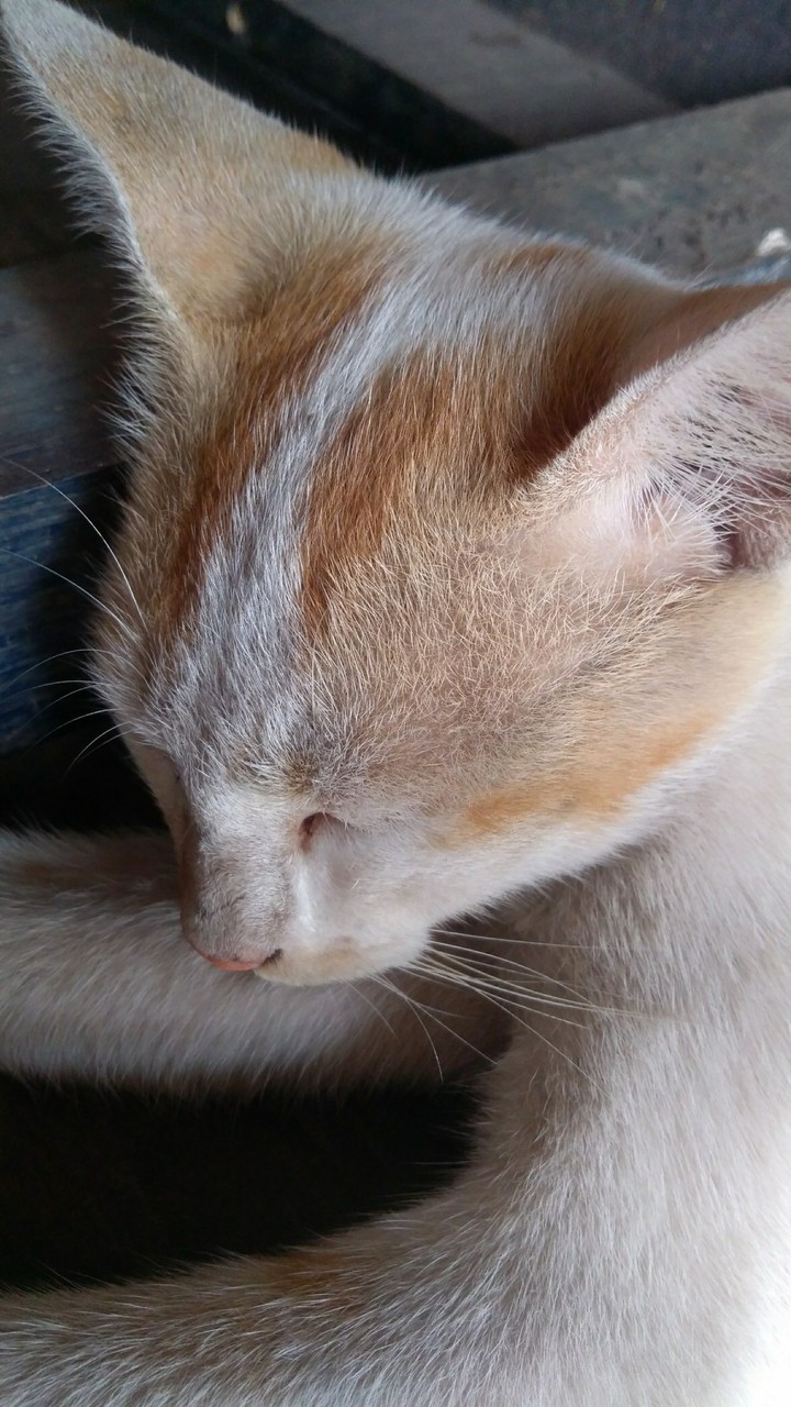 pussy cat