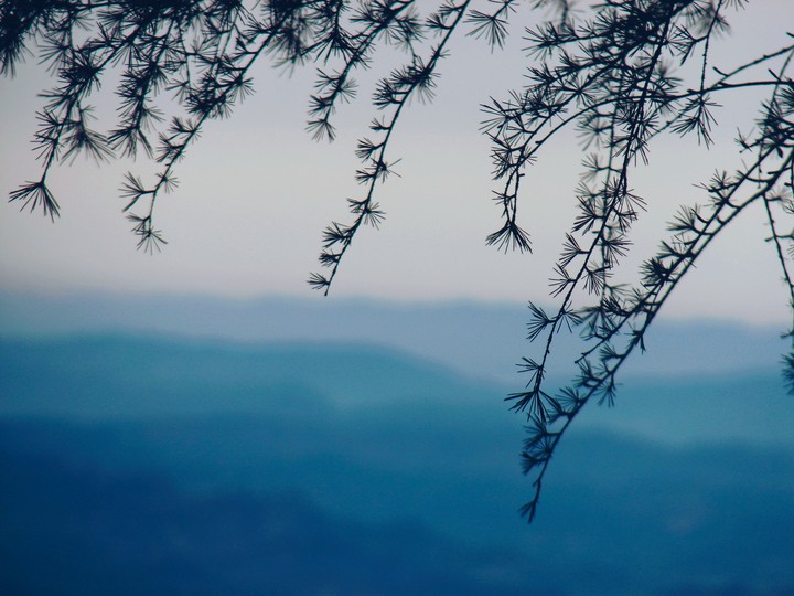 tree branch